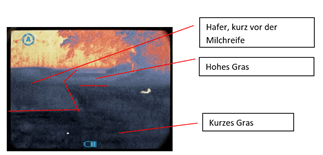 Reh auf 70m mit dem Viper