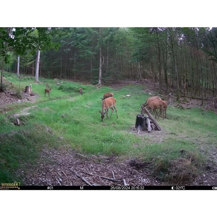 Seissiger Mini Cam Aufnahme