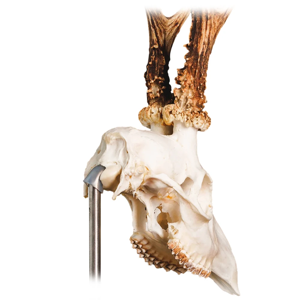 Waidmetall Trophäenständer Rehwild Waidmetall Trophäenständer Rehwild