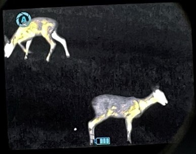 2 Schmalrehe auf 20m - Nitehog Viper