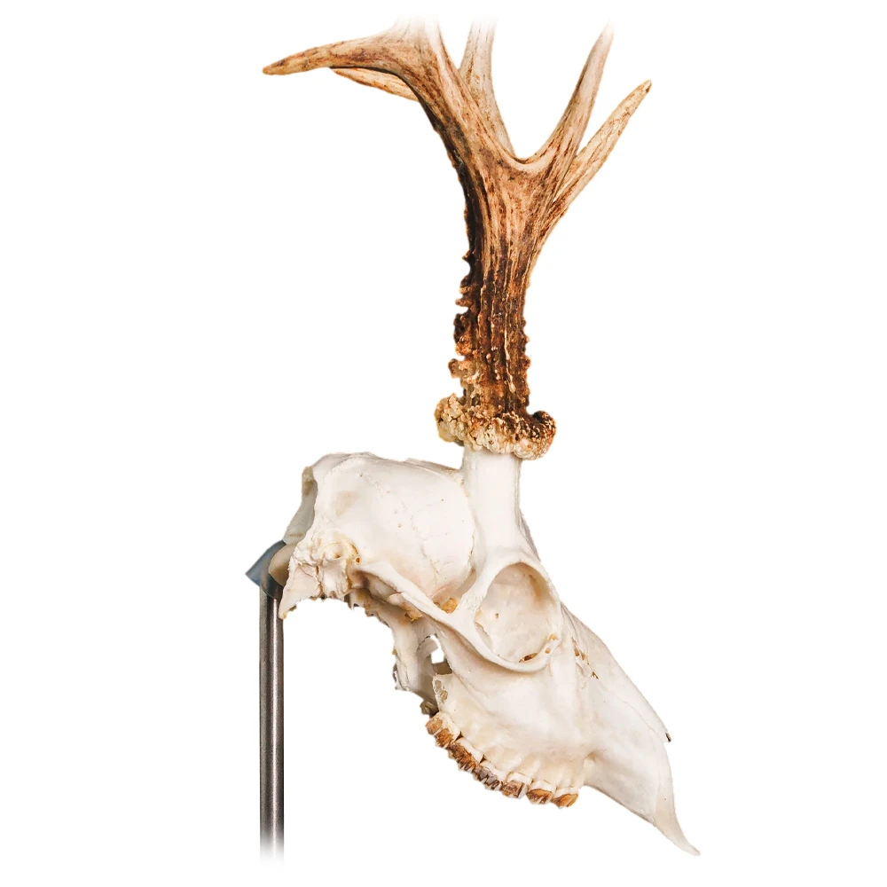 Waidmetall Trophäenständer Rehwild Waidmetall Trophäenständer Rehwild