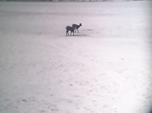 2 Rehe mit HIK LH25