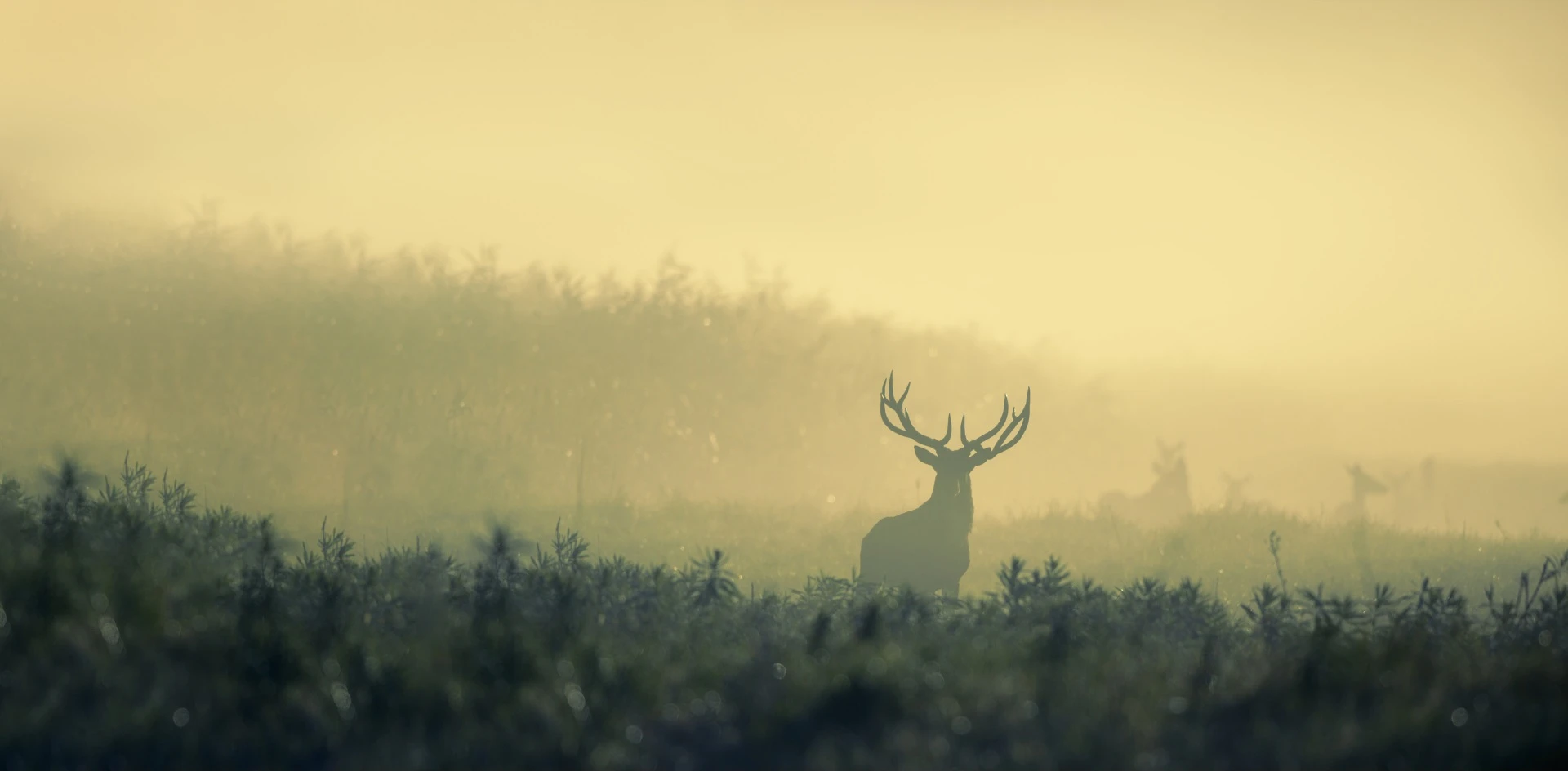 Titelbild Active Hunting Titelbild Active Hunting