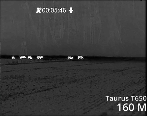 Schwarzwild ansprechen: sicher, waidgerecht und erfolgreich